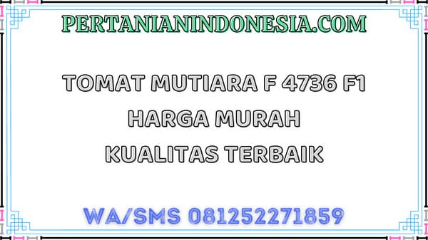 Tomat Mutiara F 4736 F1 Harga Murah Kualitas Terbaik